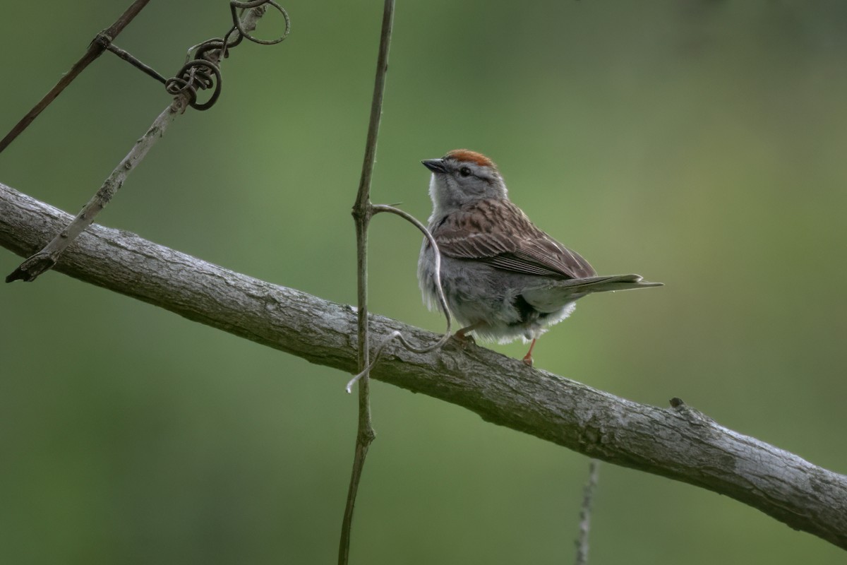 Chipping Sparrow - ML620429295