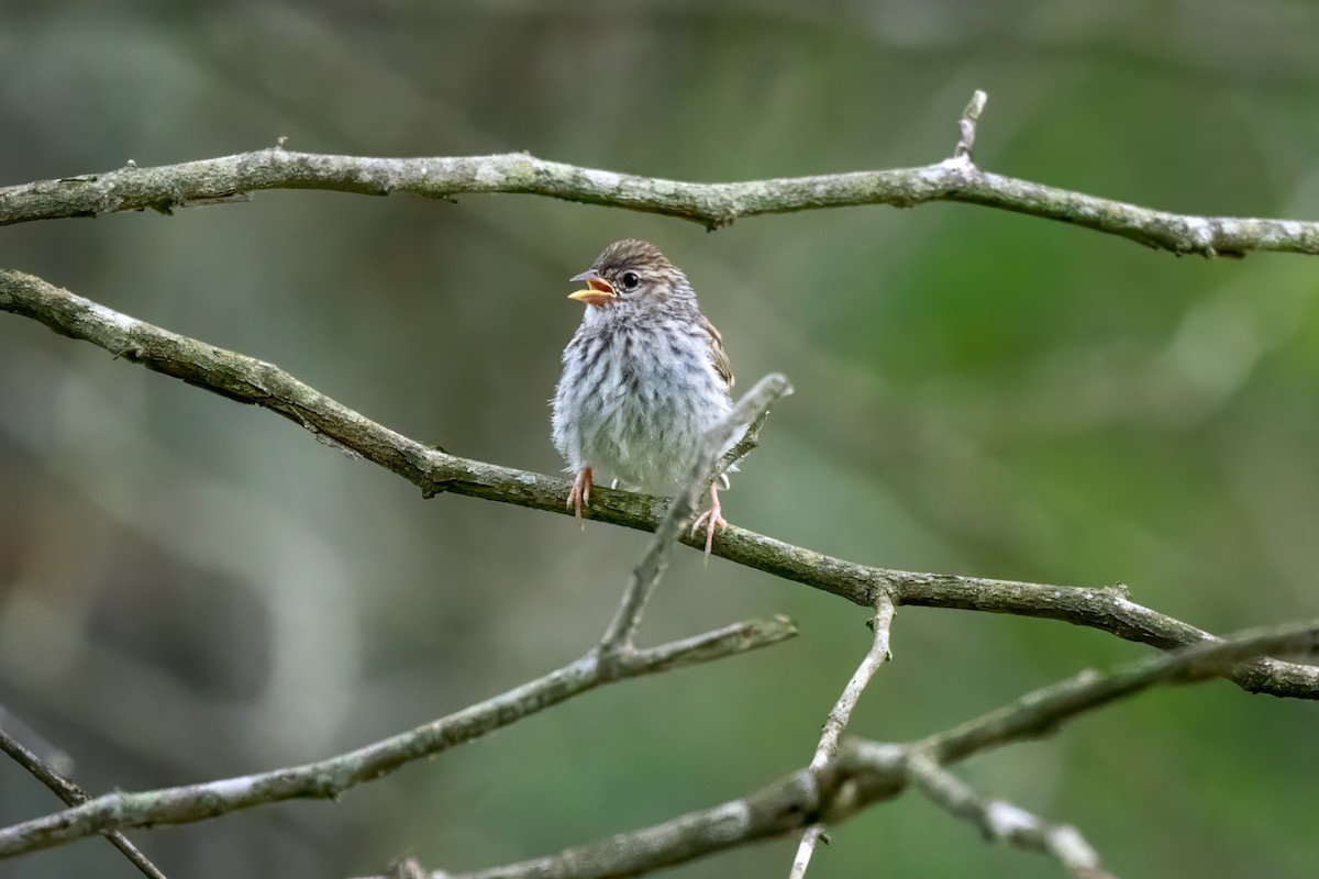 Chipping Sparrow - ML620429305