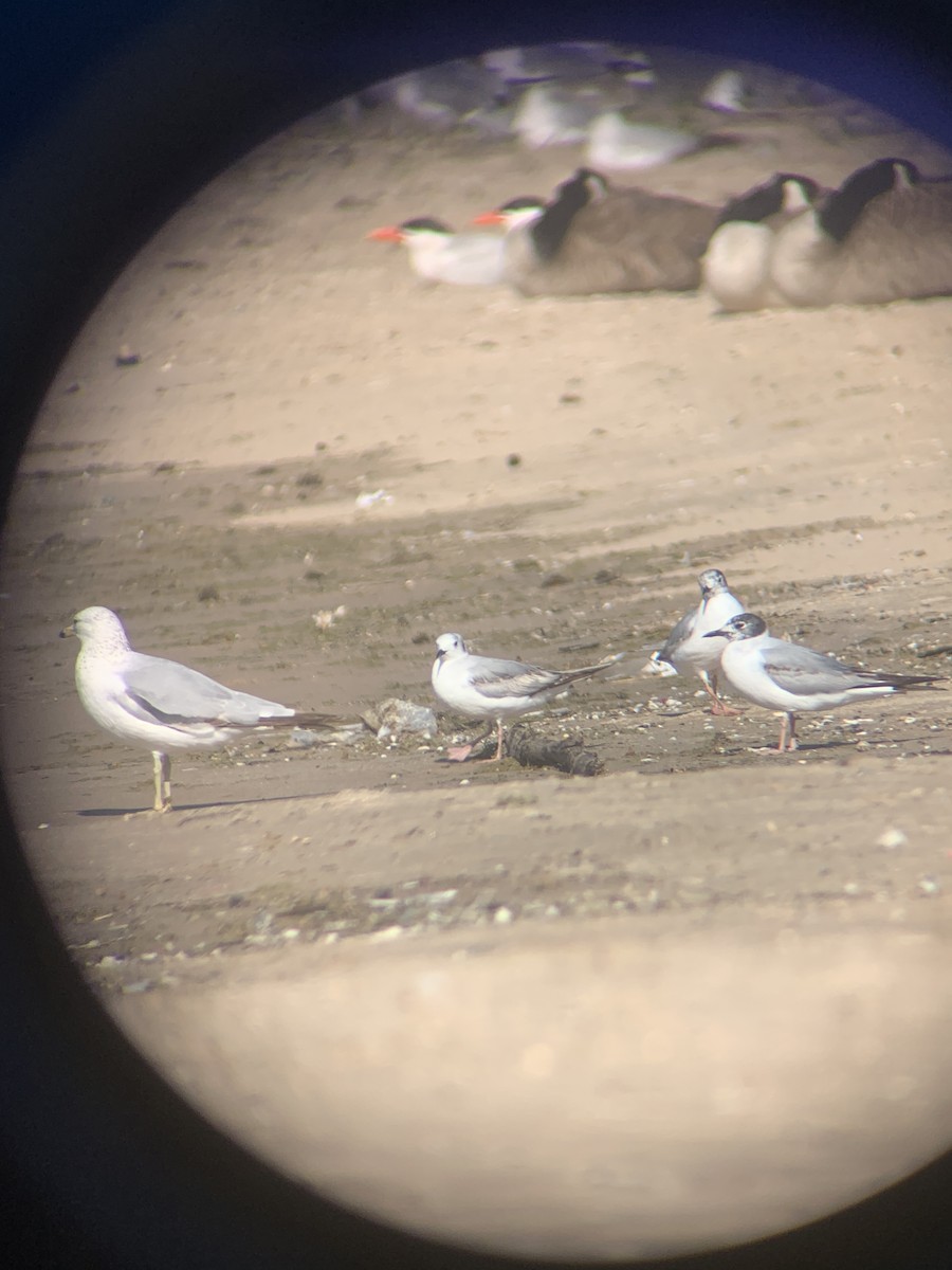 Bonaparte's Gull - ML620429308