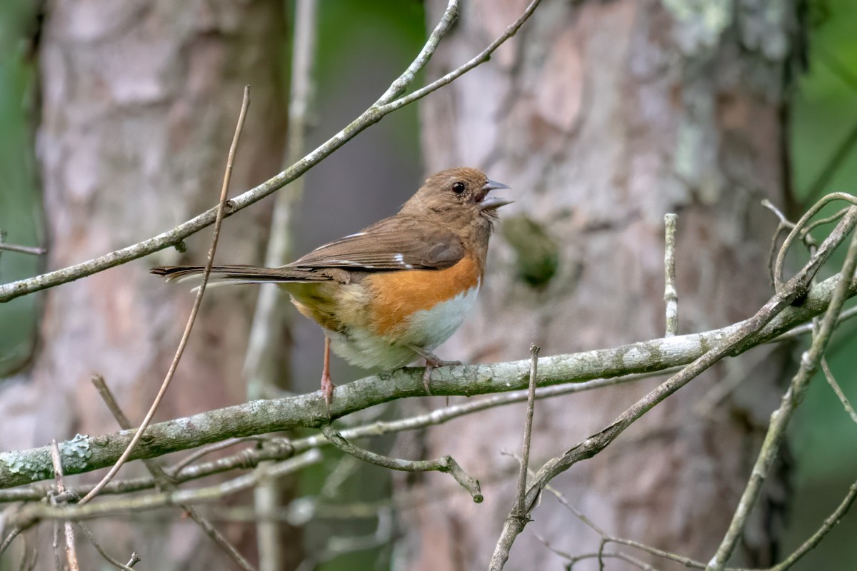 Eastern Towhee - ML620429310