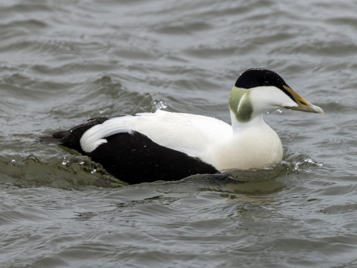 Common Eider - ML620429311