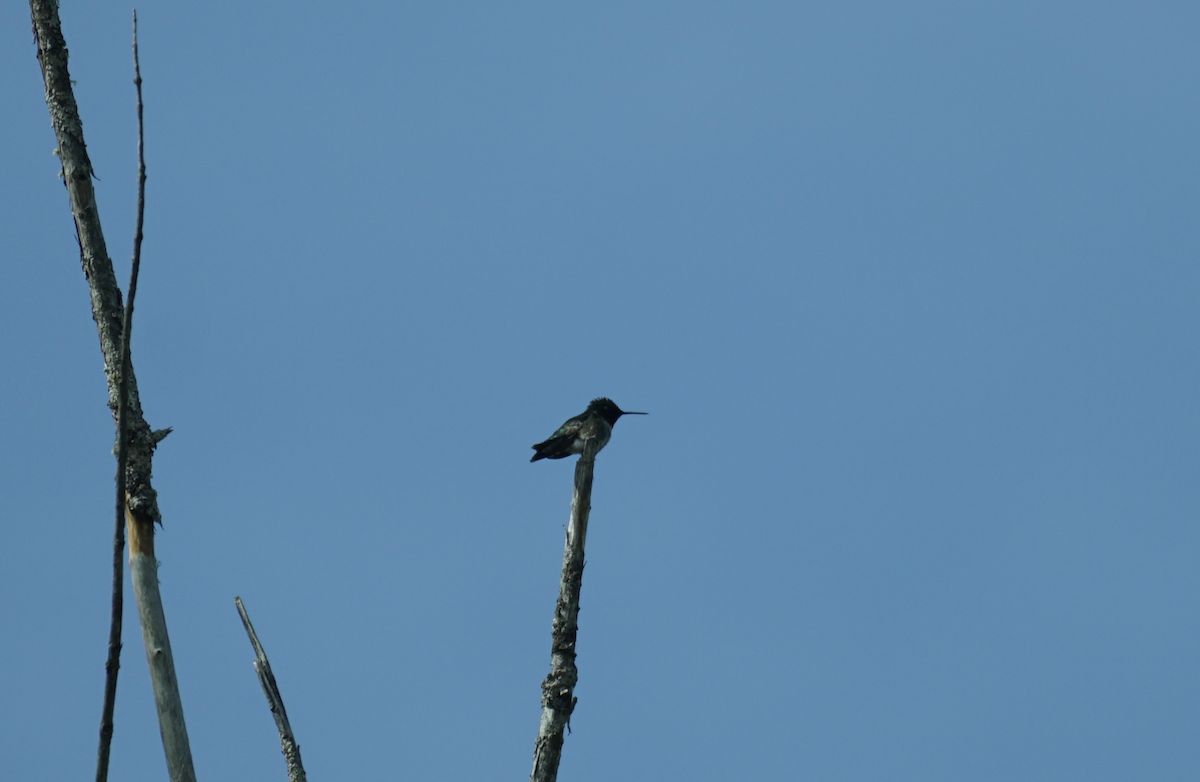 Ruby-throated Hummingbird - ML620429312