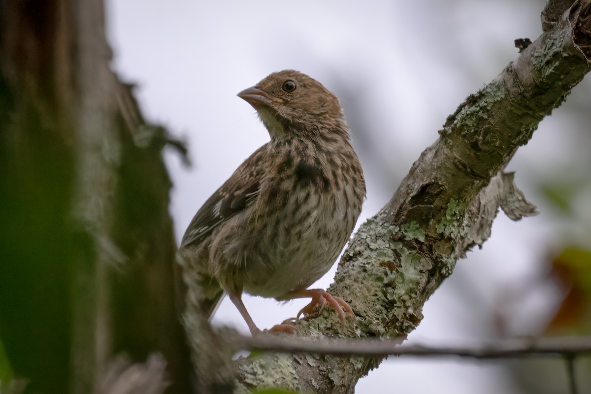 Eastern Towhee - ML620429313