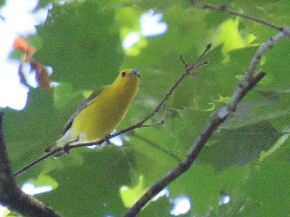 Prothonotary Warbler - ML620429318