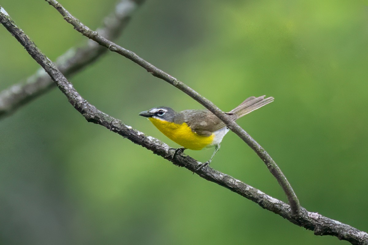 Yellow-breasted Chat - ML620429319
