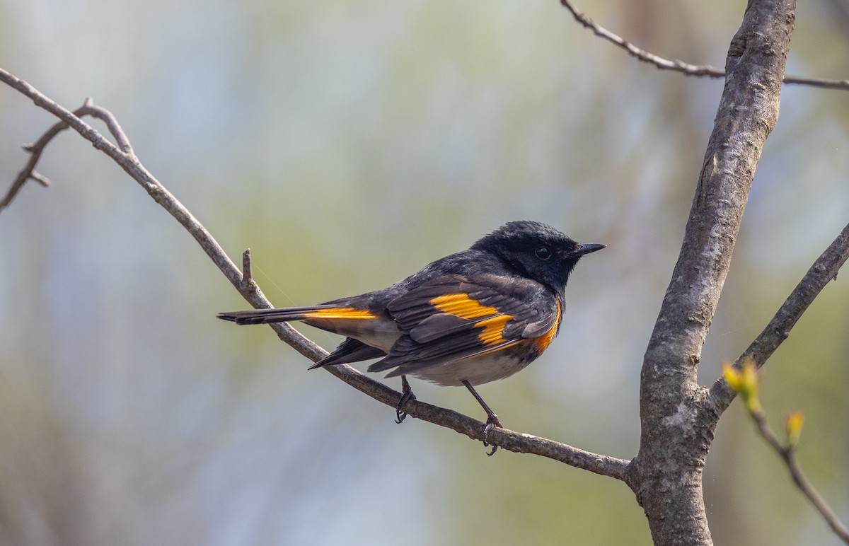 American Redstart - Matthew Sabourin