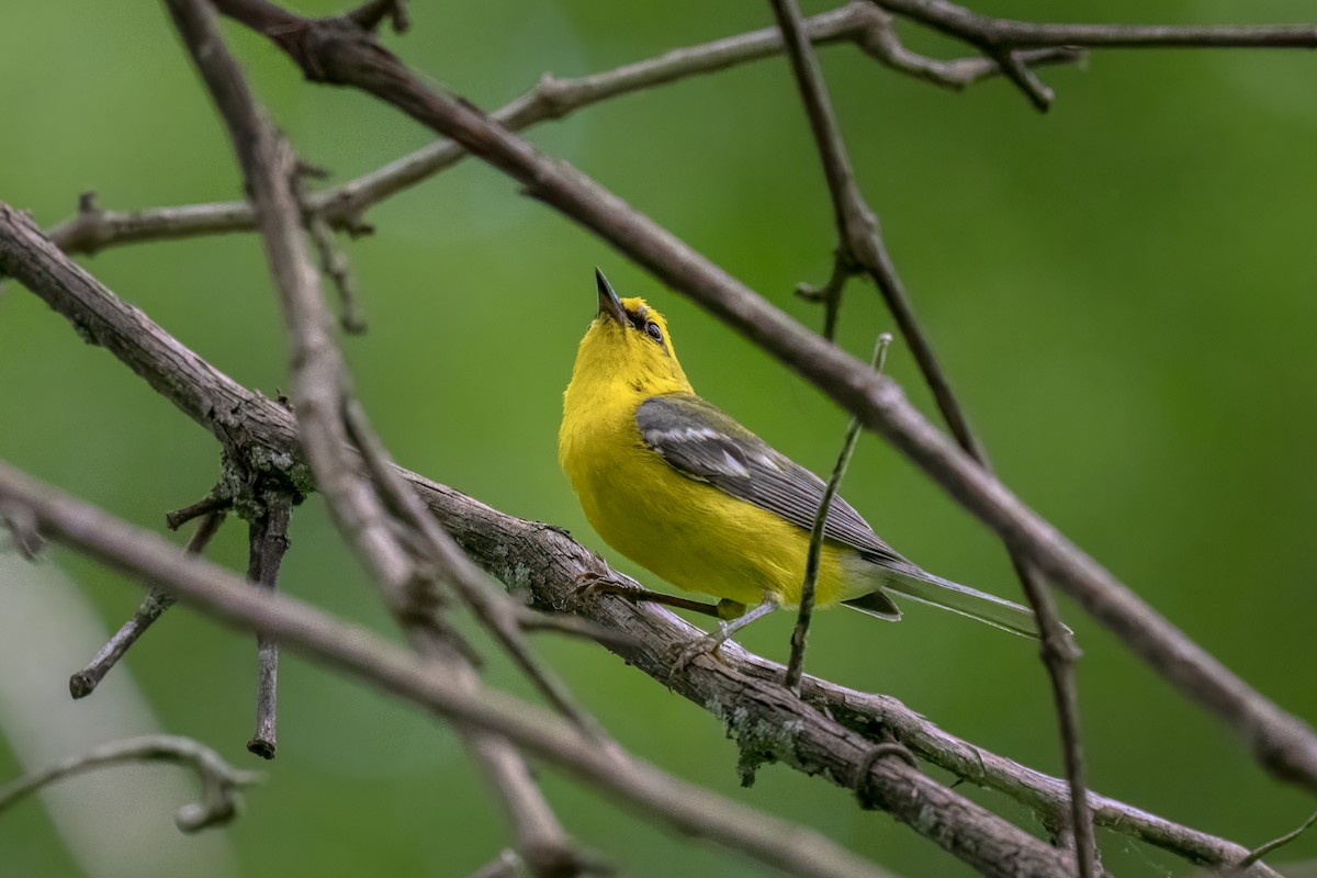 Blue-winged Warbler - ML620429330