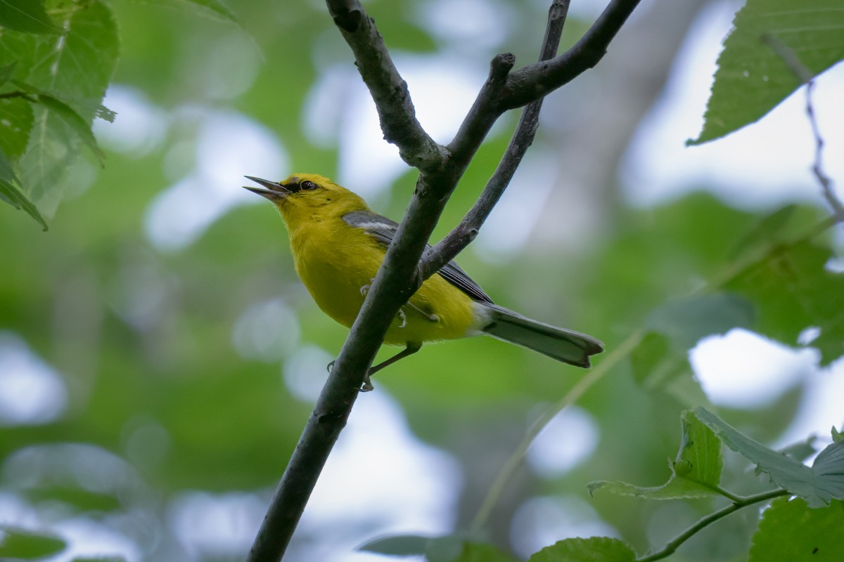 Blue-winged Warbler - ML620429332