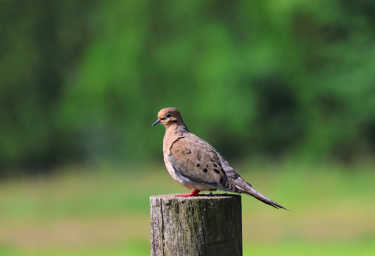 Mourning Dove - ML620429333