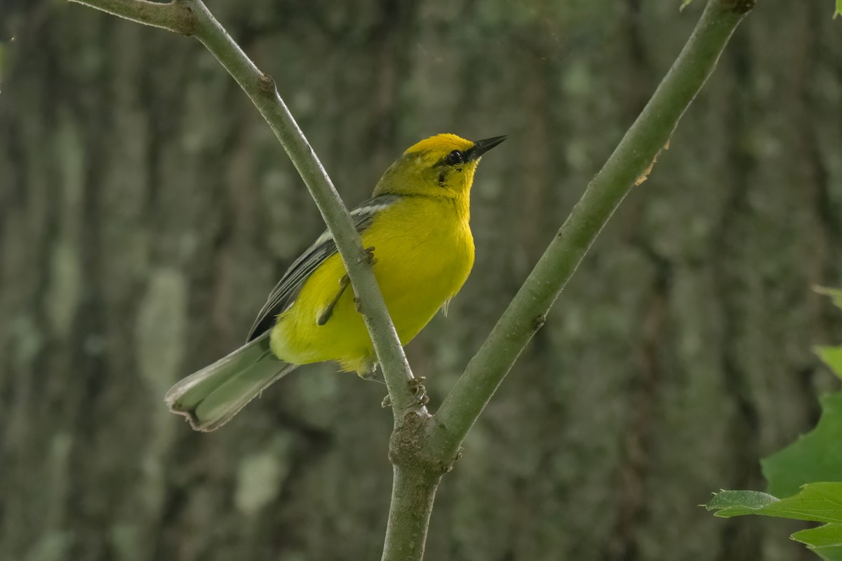 Blue-winged Warbler - Rick Wilhoit