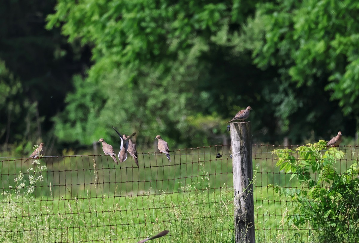 Mourning Dove - ML620429338