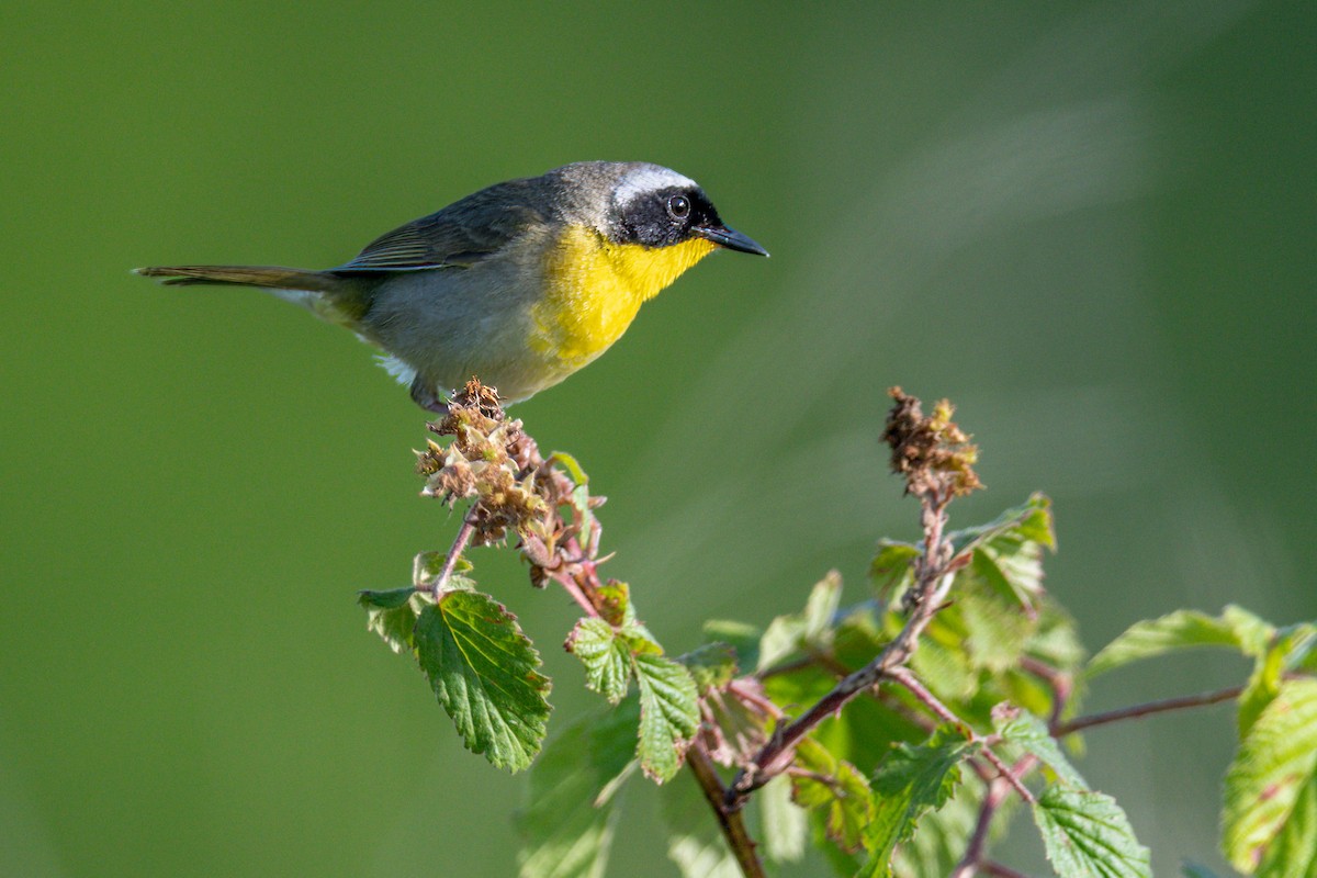 Common Yellowthroat - ML620429347