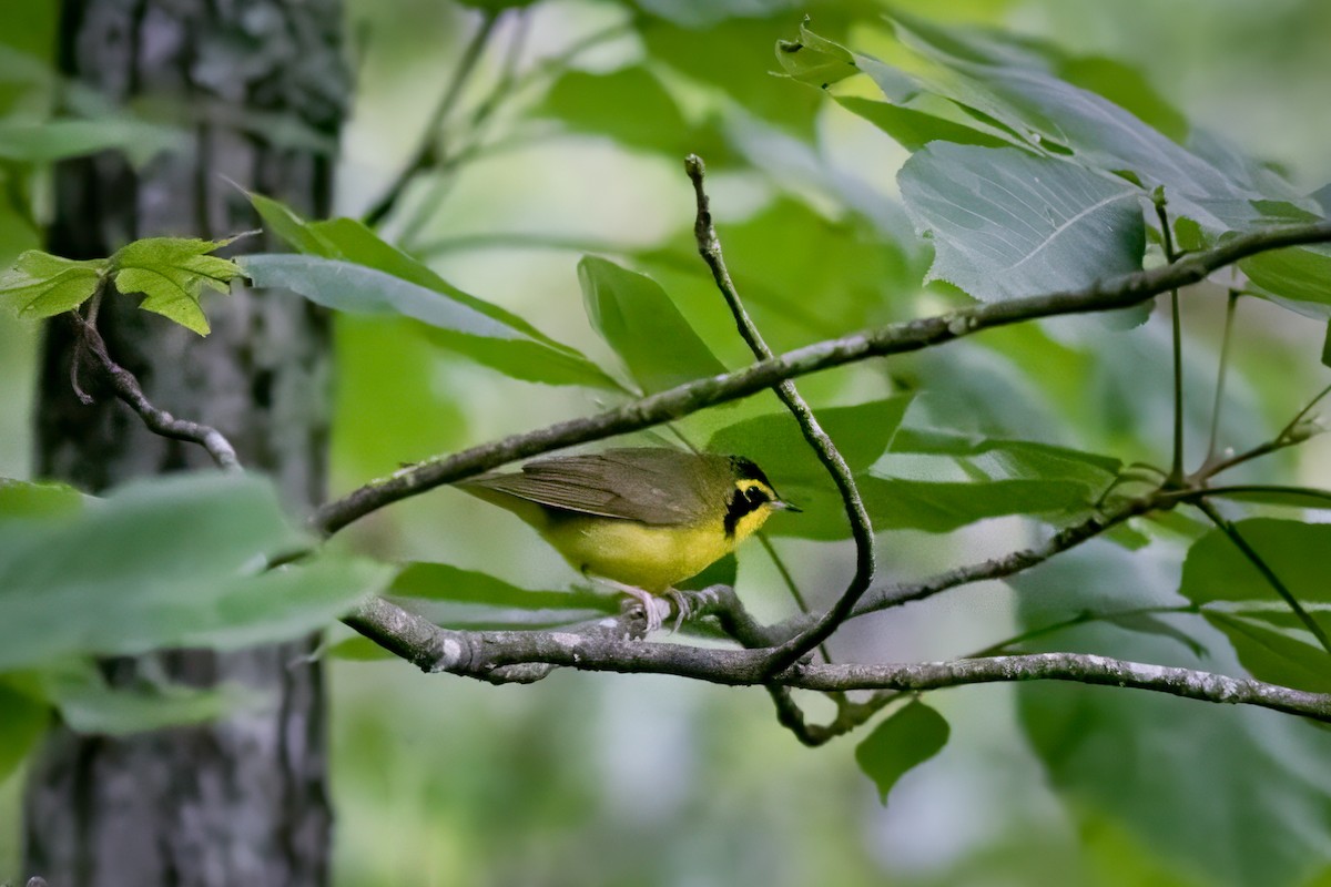 Kentucky Warbler - ML620429349