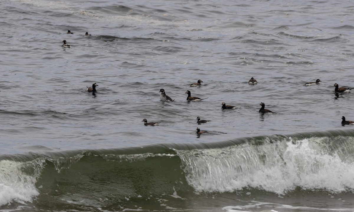 Long-tailed Duck - ML620429350