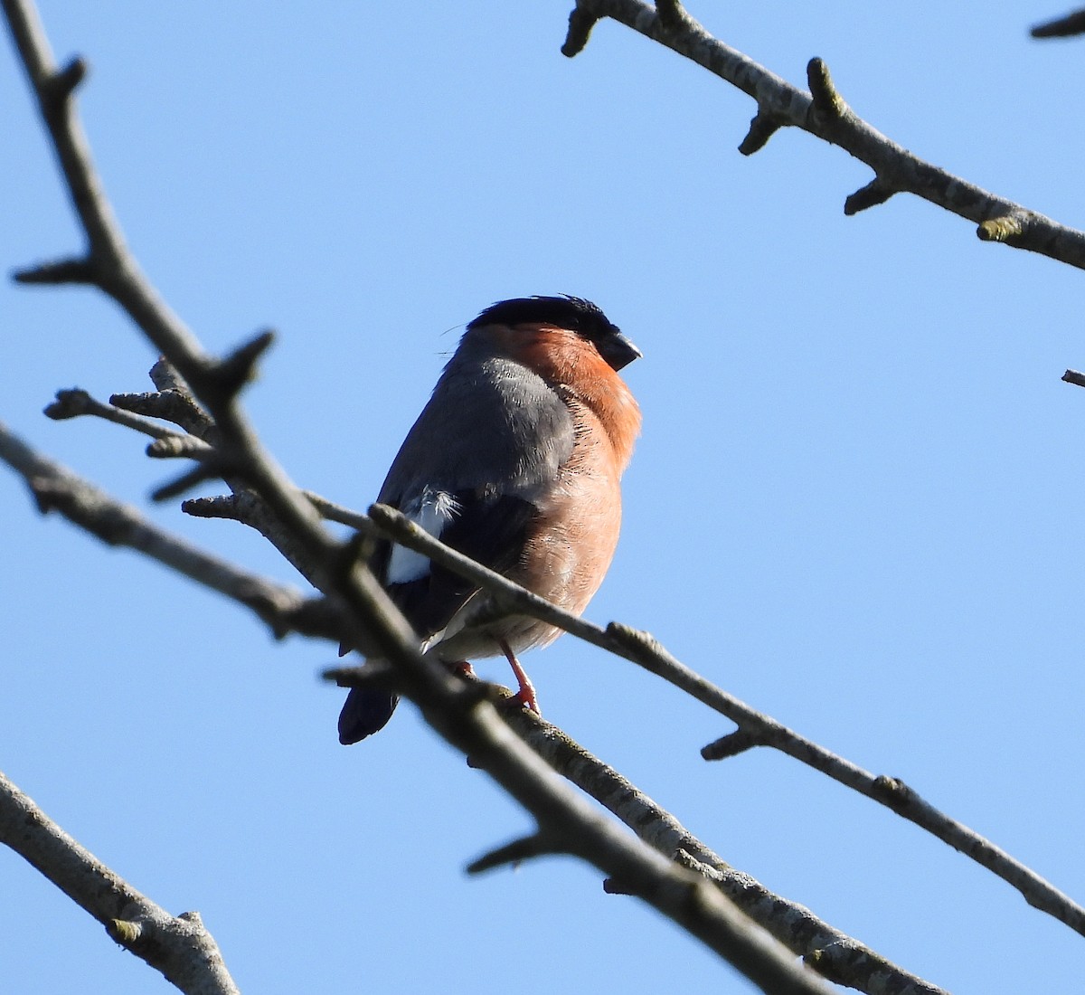 Eurasian Bullfinch - ML620429351