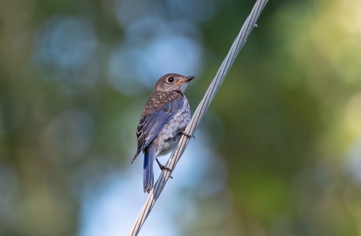 Eastern Bluebird - ML620429352