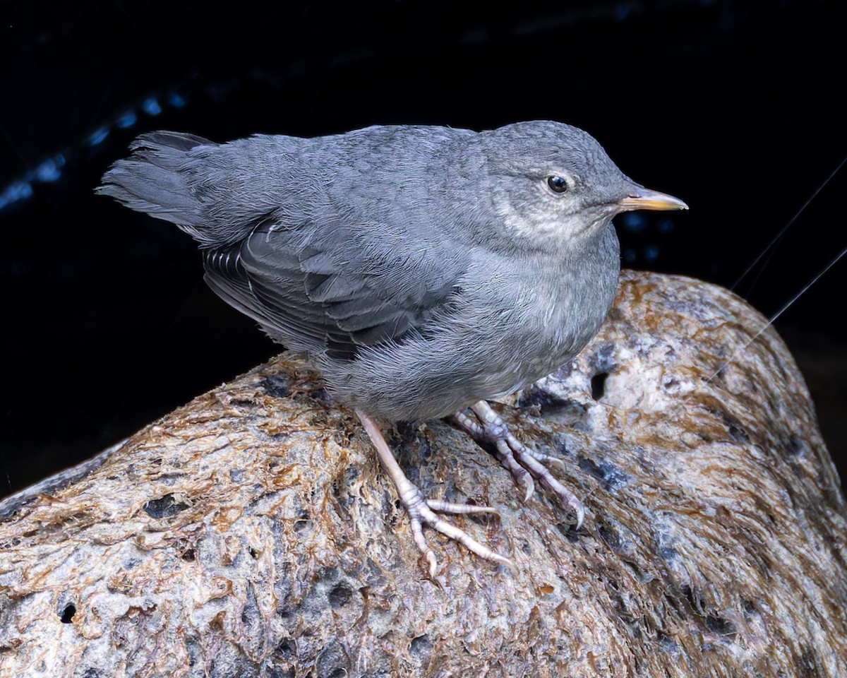 American Dipper - ML620429353