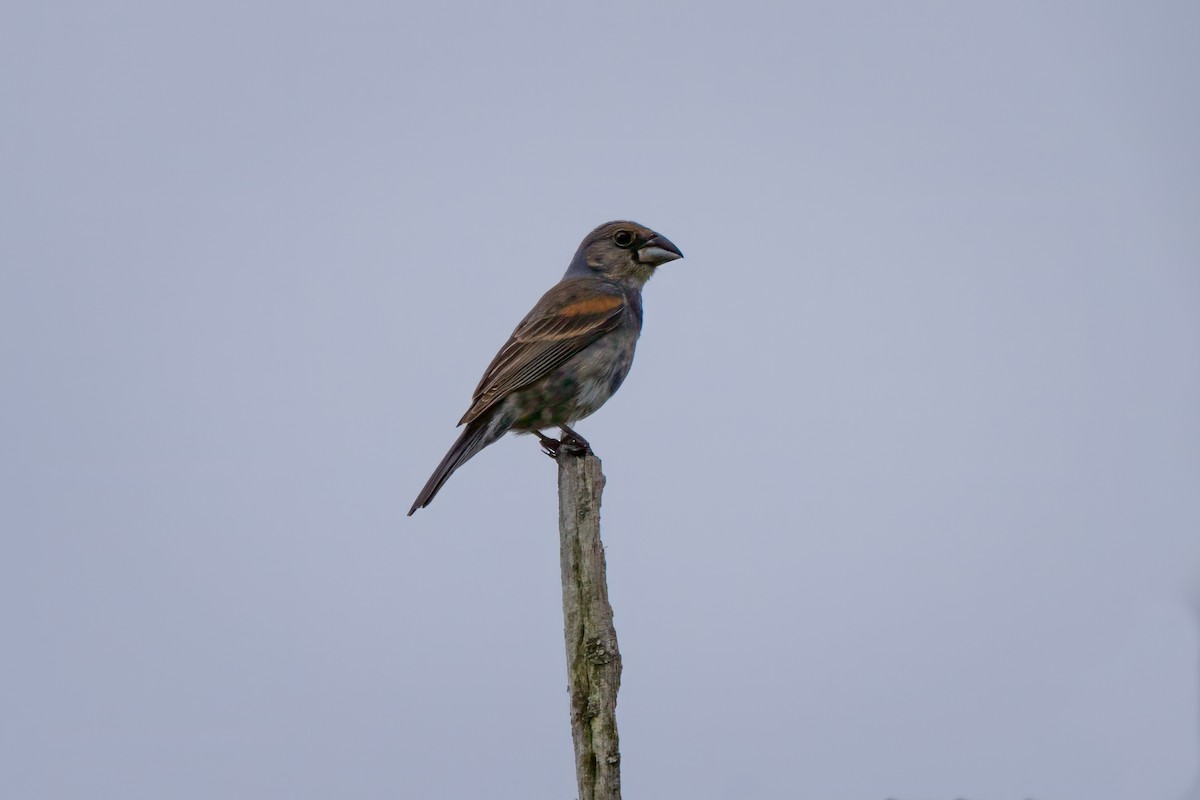 Blue Grosbeak - ML620429355