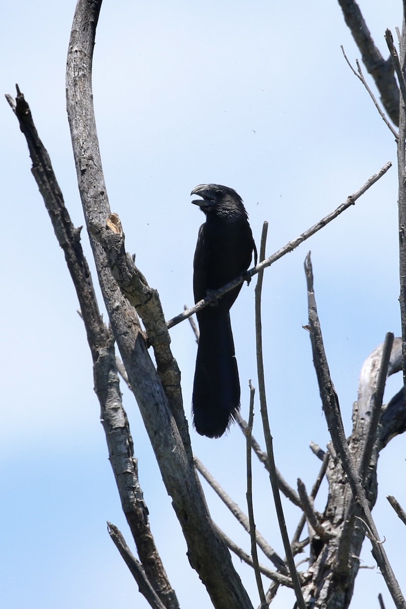 Groove-billed Ani - ML620429356