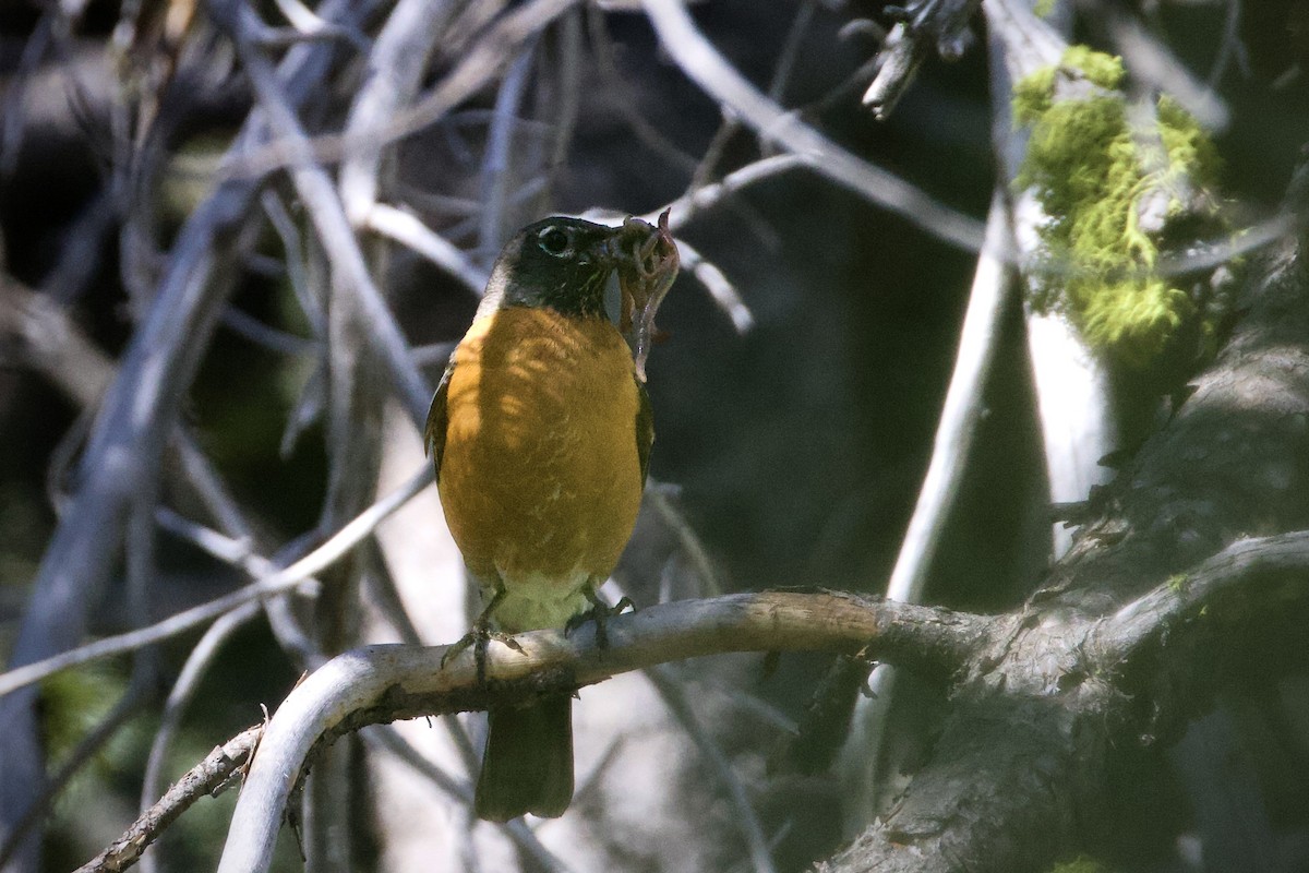 American Robin - ML620429360