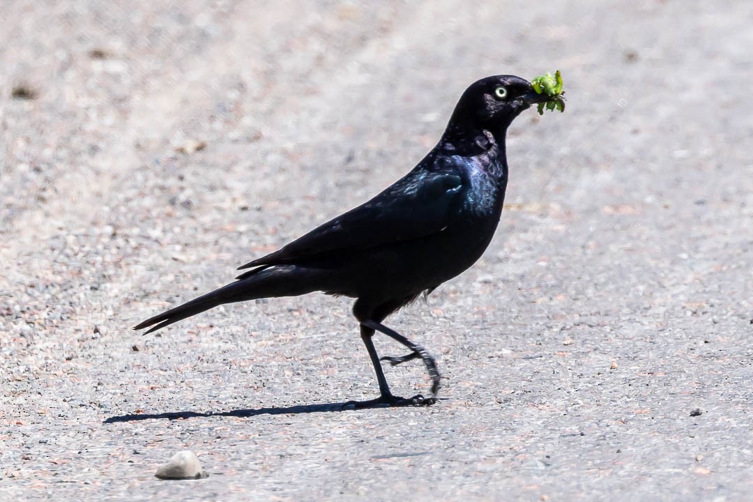 Brewer's Blackbird - ML620429364