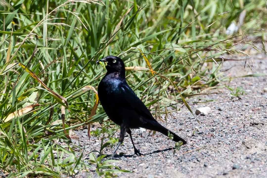 Brewer's Blackbird - Sheri Minardi