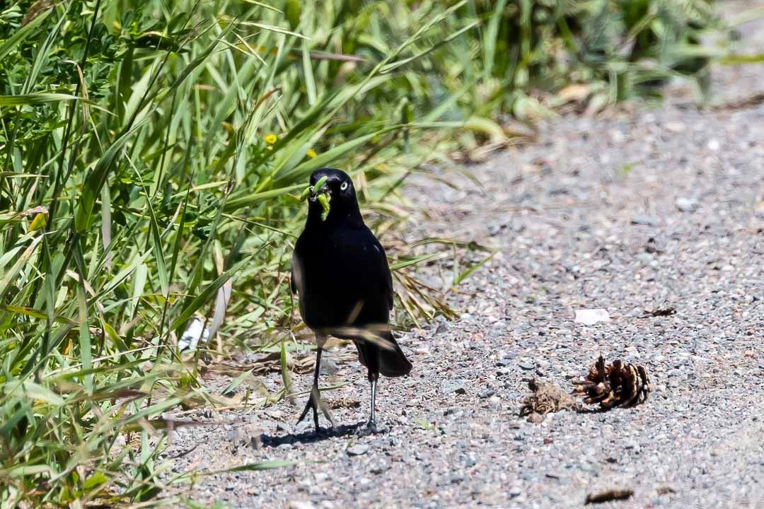 Brewer's Blackbird - ML620429366