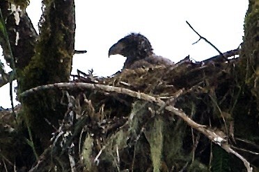 Bald Eagle - ML620429367