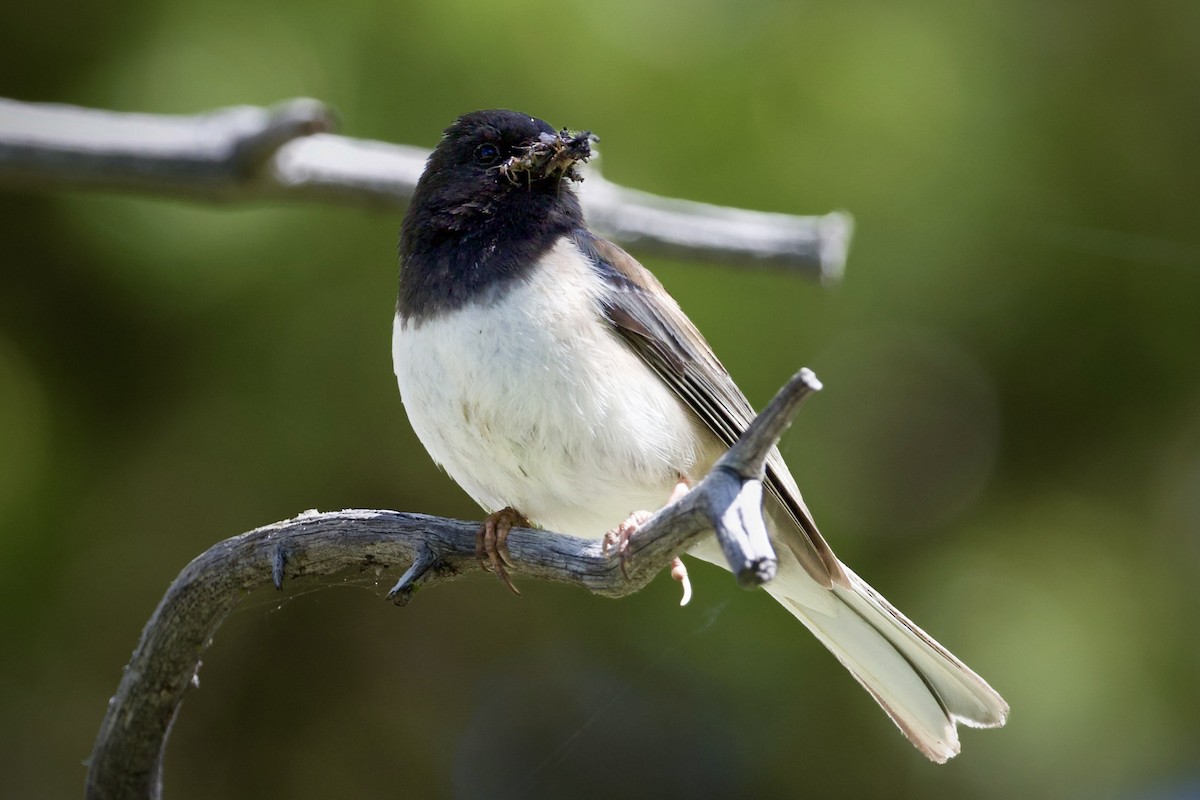 Dark-eyed Junco - ML620429369