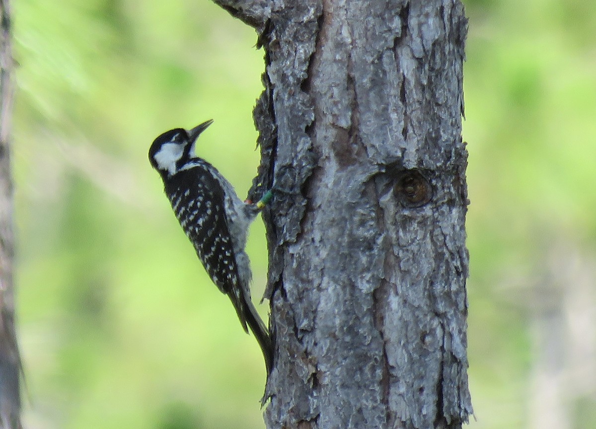 Red-cockaded Woodpecker - ML620429370