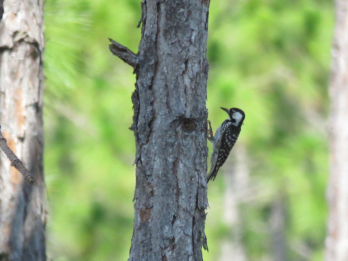 Red-cockaded Woodpecker - ML620429371