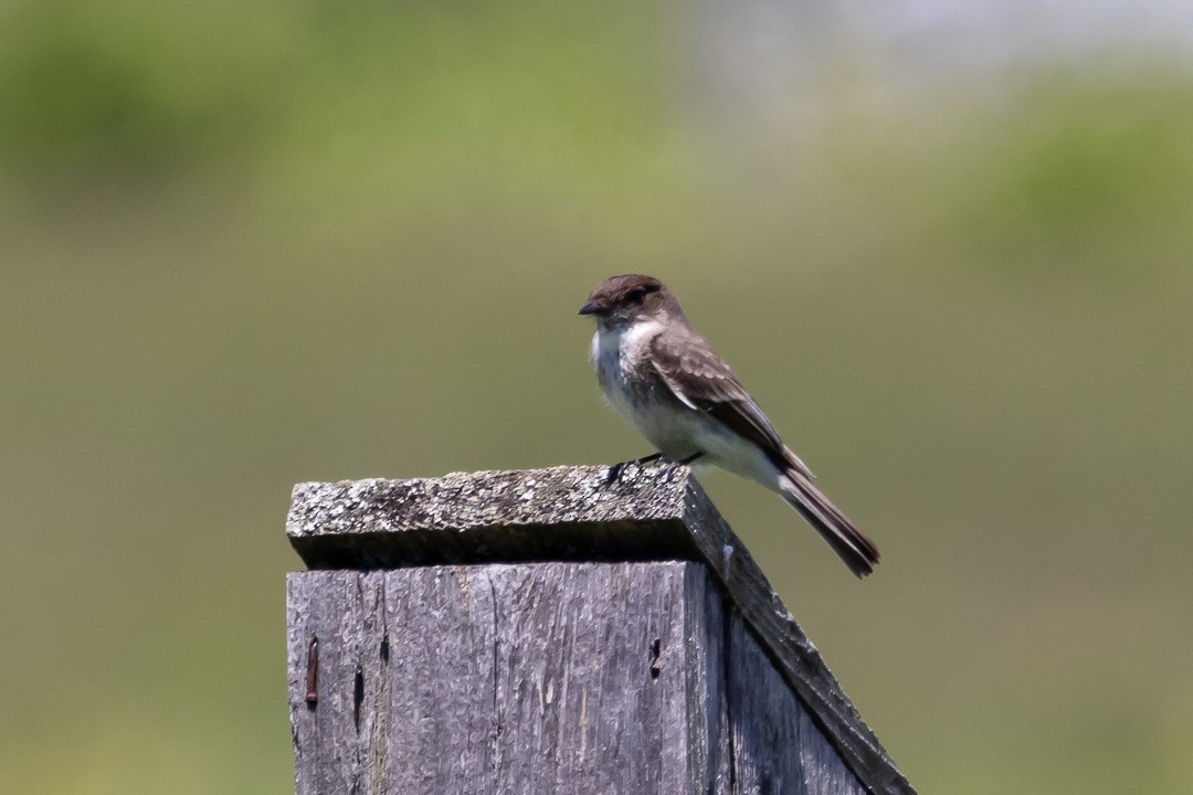 Eastern Phoebe - ML620429372