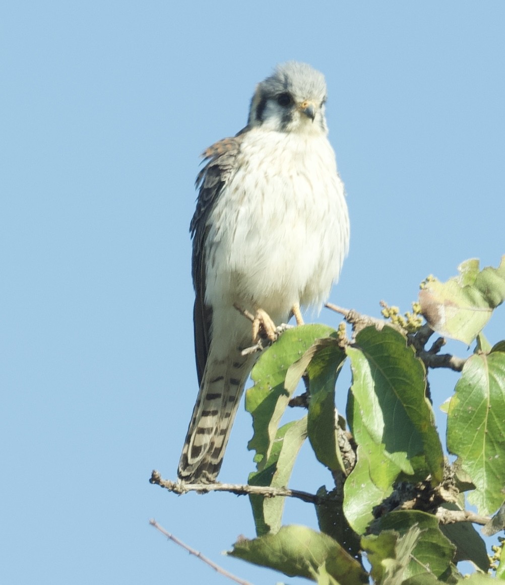 American Kestrel - ML620429375