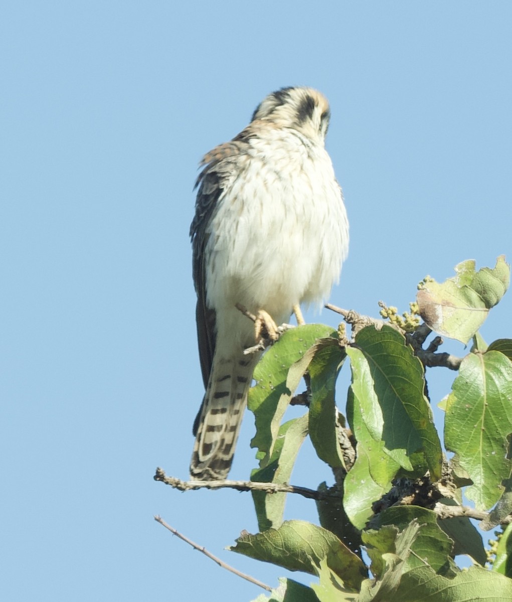 American Kestrel - ML620429376