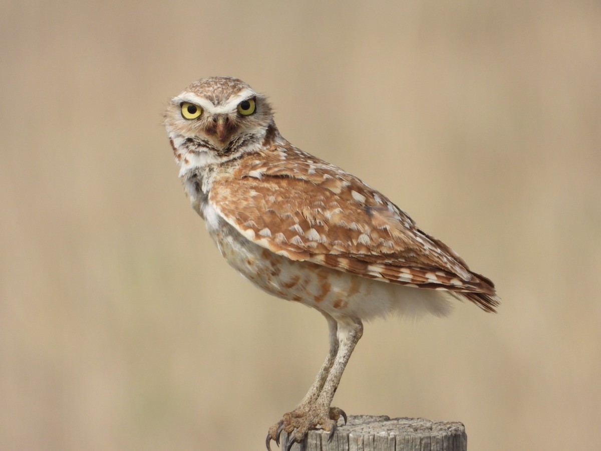 Burrowing Owl - ML620429377