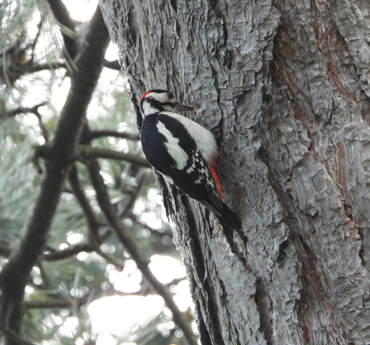 Great Spotted Woodpecker - ML620429380