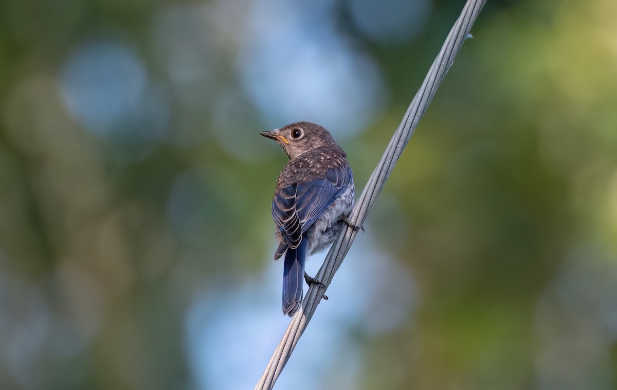 Eastern Bluebird - ML620429382