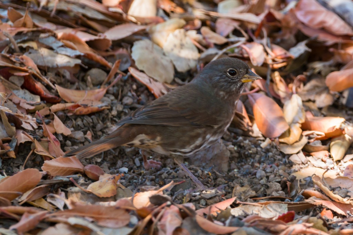 Fox Sparrow (Sooty) - ML620429384