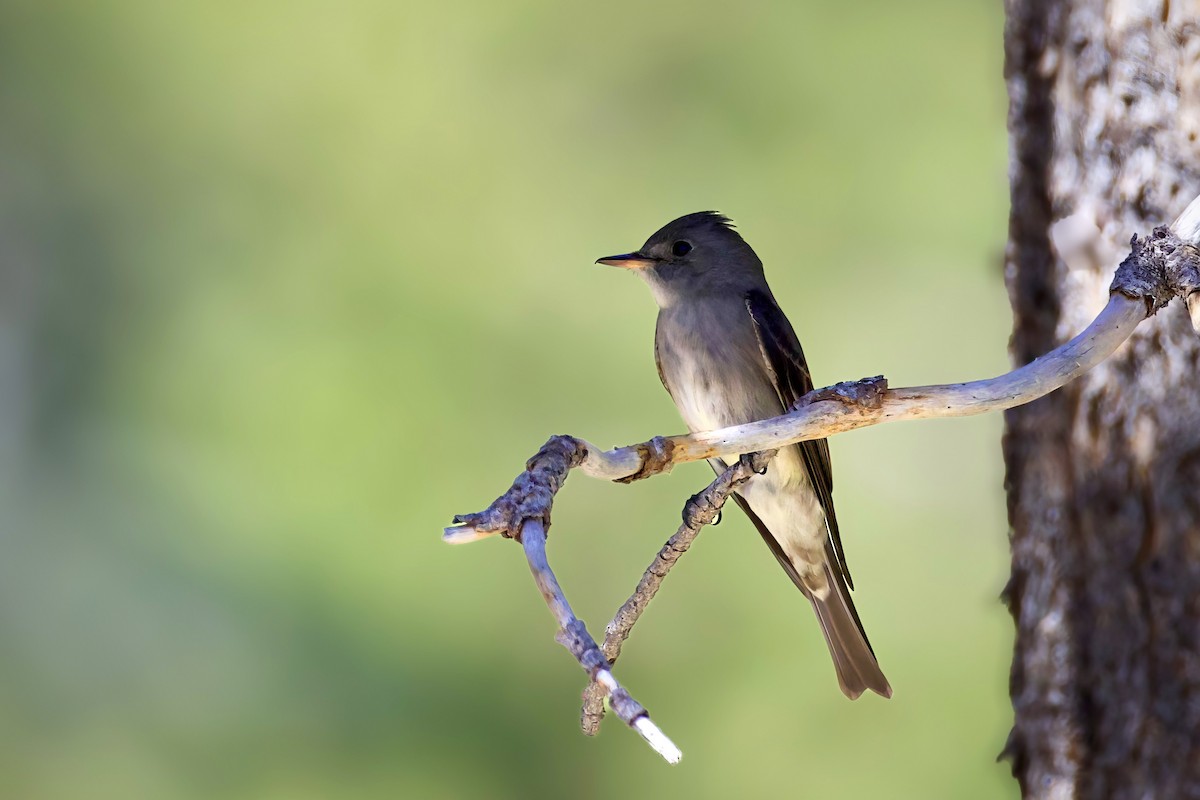 Western Wood-Pewee - ML620429385