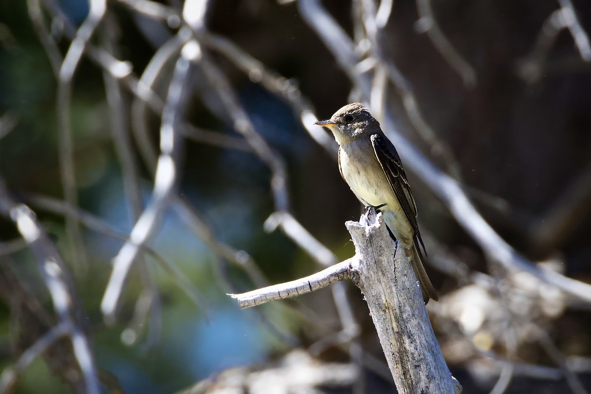 Western Wood-Pewee - ML620429390