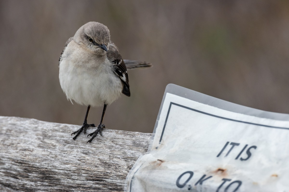 Northern Mockingbird - ML620429392