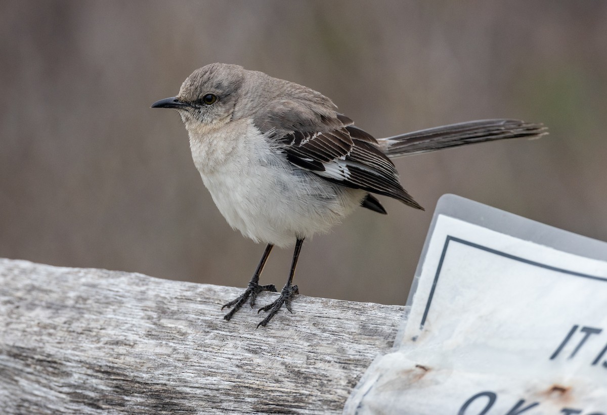 Northern Mockingbird - ML620429393