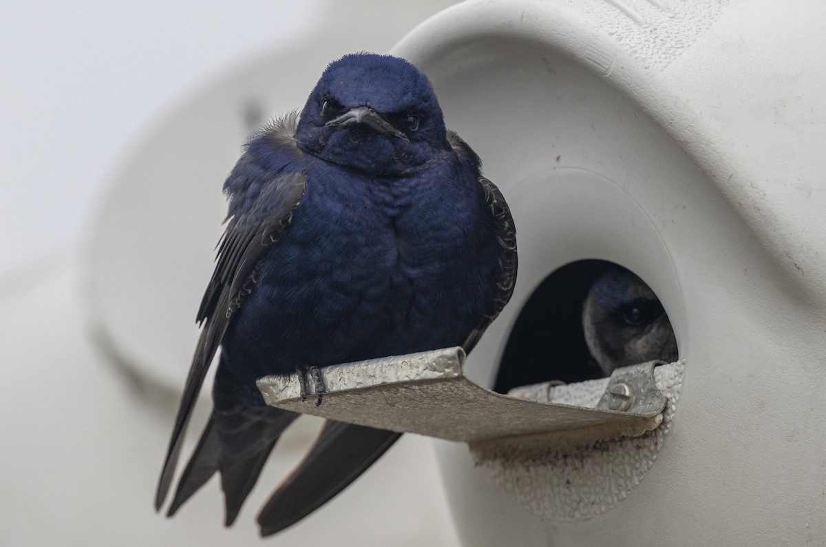 Purple Martin - ML620429395