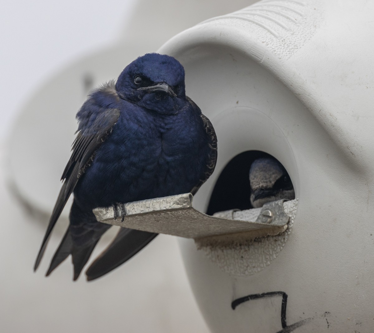 Purple Martin - ML620429396