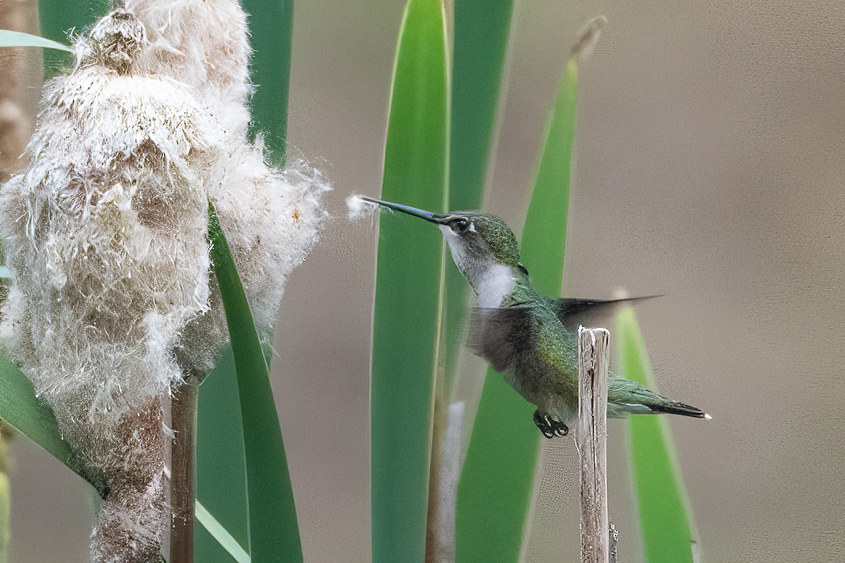 Ruby-throated Hummingbird - Shori Velles