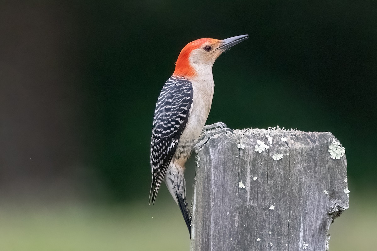 Red-bellied Woodpecker - ML620429400