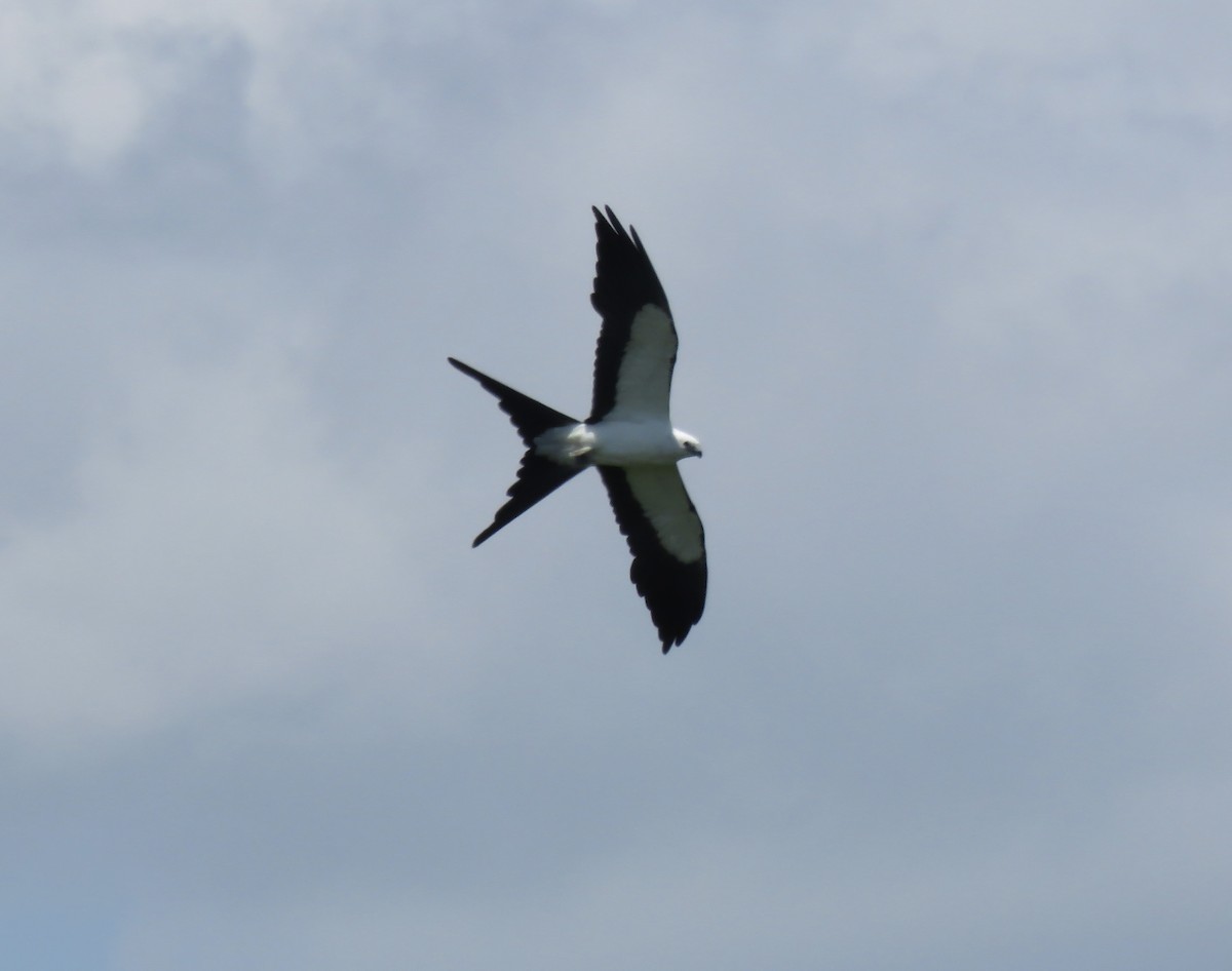 Swallow-tailed Kite - ML620429404