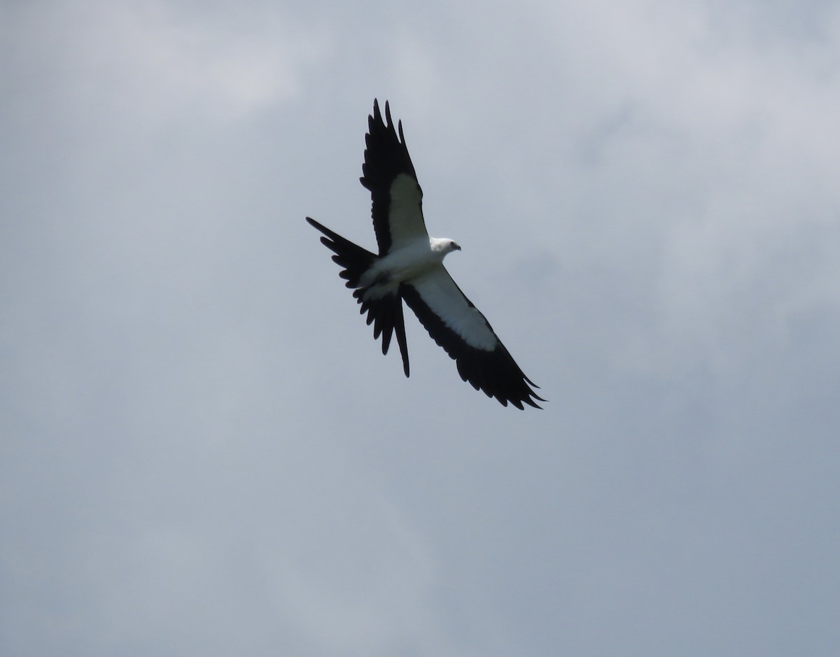 Swallow-tailed Kite - ML620429405