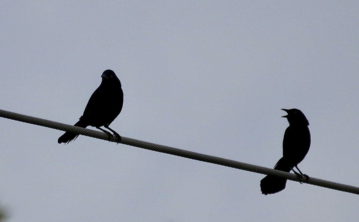 Common Grackle - ML620429411