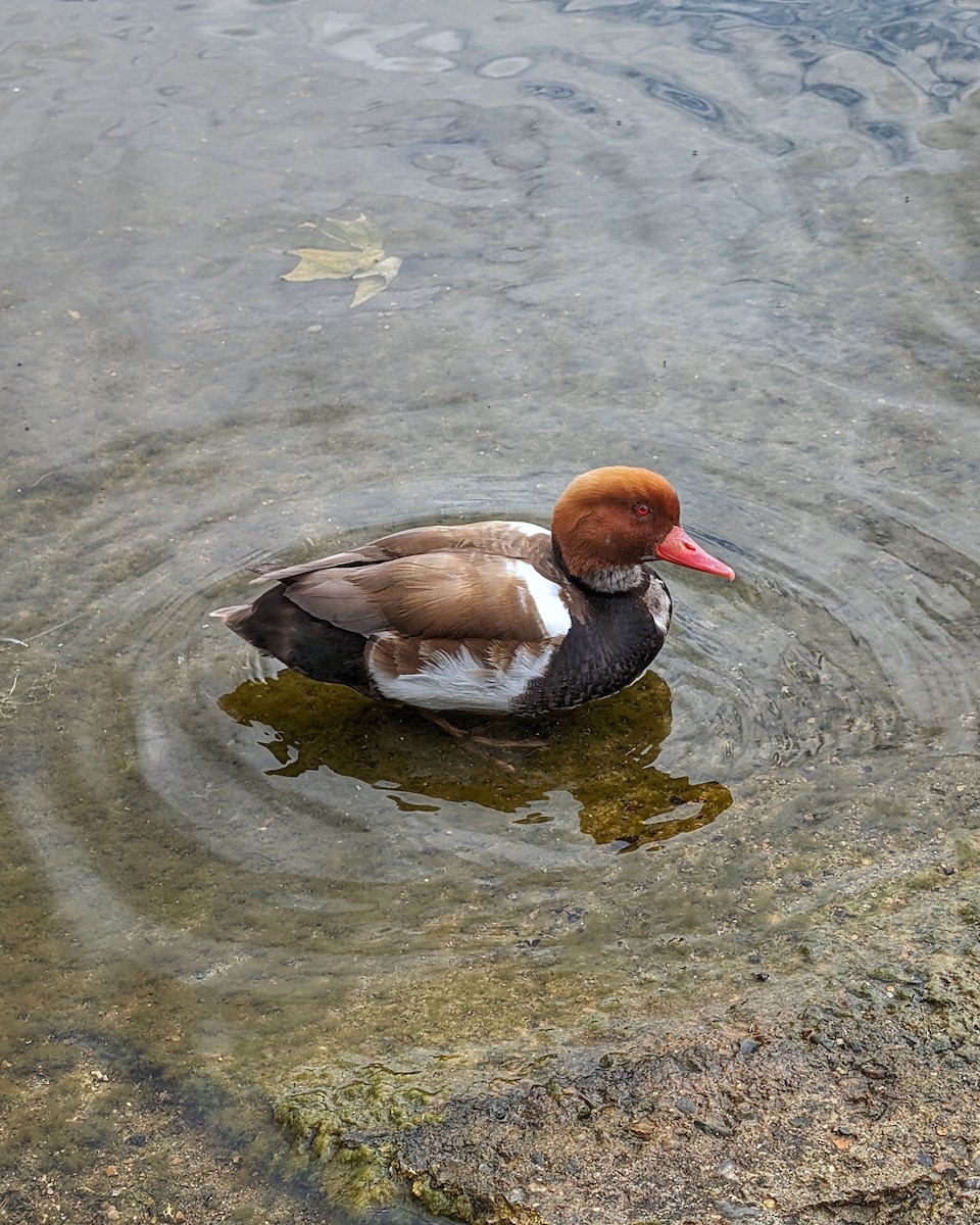 Red-crested Pochard - ML620429413